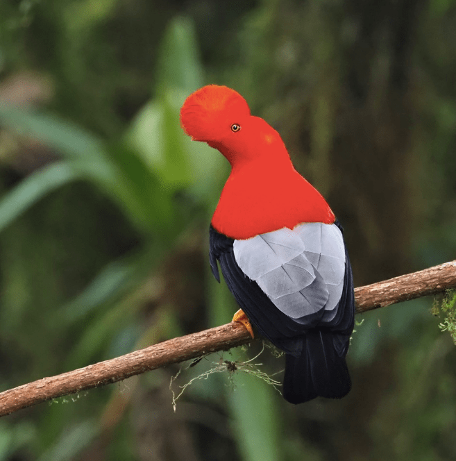 Andean Cock-of-the-rock by Daniel Aldana - La Paz Group