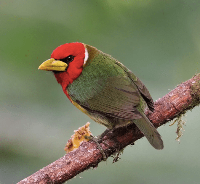 Red-headed Barbet by Daniel Aldana - La Paz Group