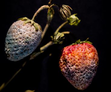 Fruits in Decay Strawberry