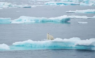 NWP-2019_polar-bears_web.jpg