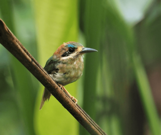 Tody Motmot by Daniel Aldana - La Paz Group