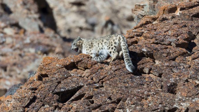 SnowLeopard_Mongolia_alamy_T8JMBM_web.jpg