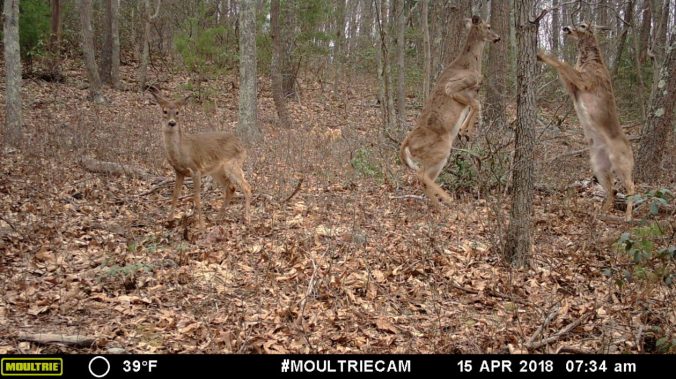MOULTRIE DIGITAL GAME CAMERA
