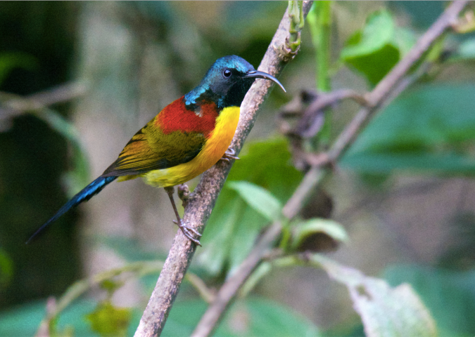 Green-tailed Sunbird by Puneet Dhar - La Paz Group