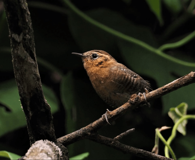 Rufous-browed Wren by Daniel Aldana - La Paz Group