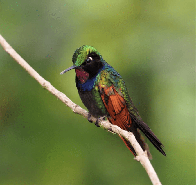 Garnet-throated Hummingbird by Daniel Aldana - La Paz Group