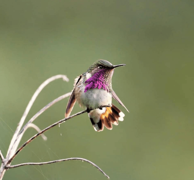 Wine-throated Hummingbird by Daniel Aldana - La Paz Group