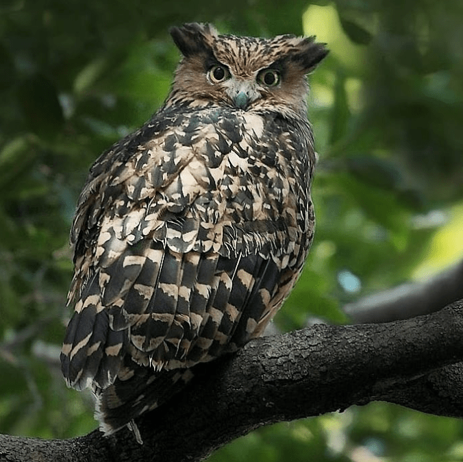 Tawny Fish-Owl by Gururaj Moorching - La Paz Group