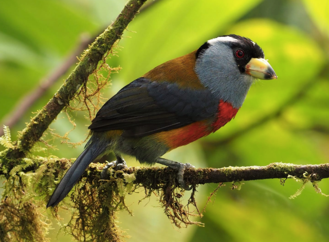 Toucan Barbet by Daniel Aldana - La Paz Group
