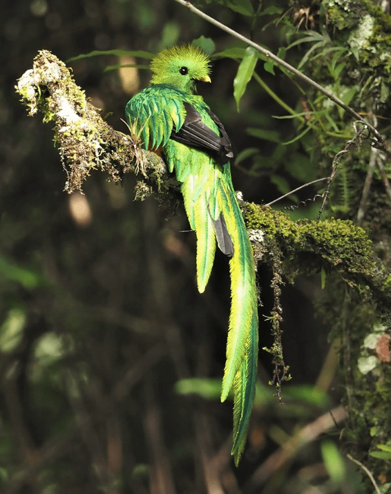 Resplendent Quetzal by Daniel Aldana - La Paz Group
