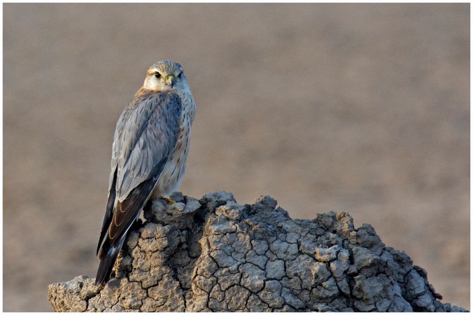 Merlin by Puneet Dhar - La Paz Group