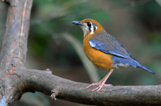 Orange-headed Thrush by Puneet Dhar - La Paz Group