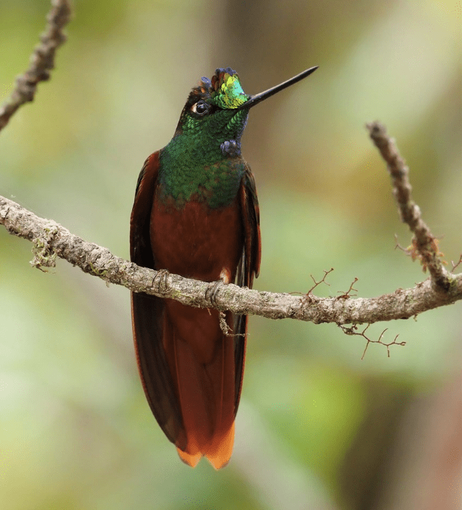 Rainbow Startfrontlet by Daniel Aldana - La Paz Group