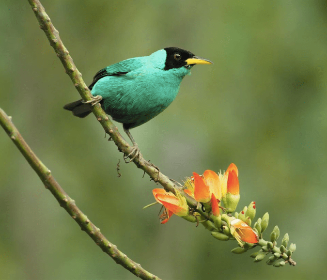 Green Honeycreeper by Daniel Aldana - La Paz Group