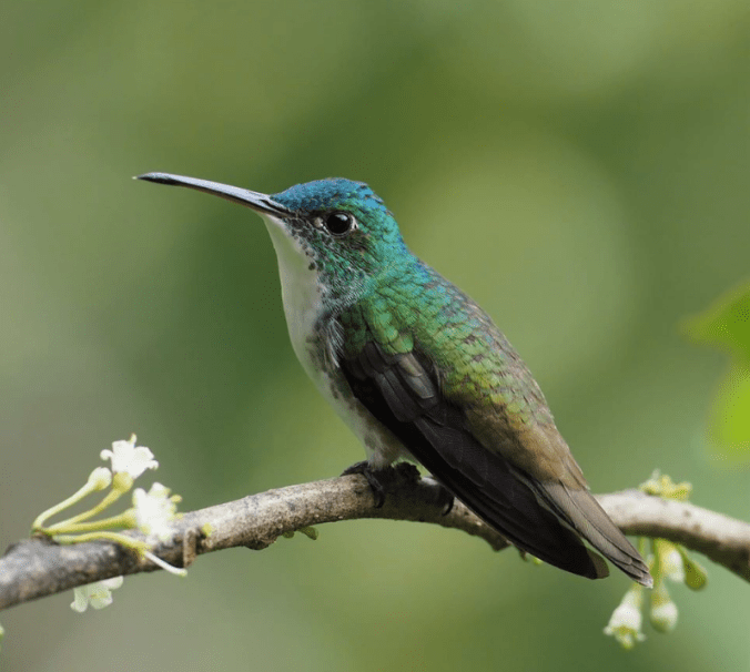 Andean Emerald by Daniel Aldana - La Paz Group