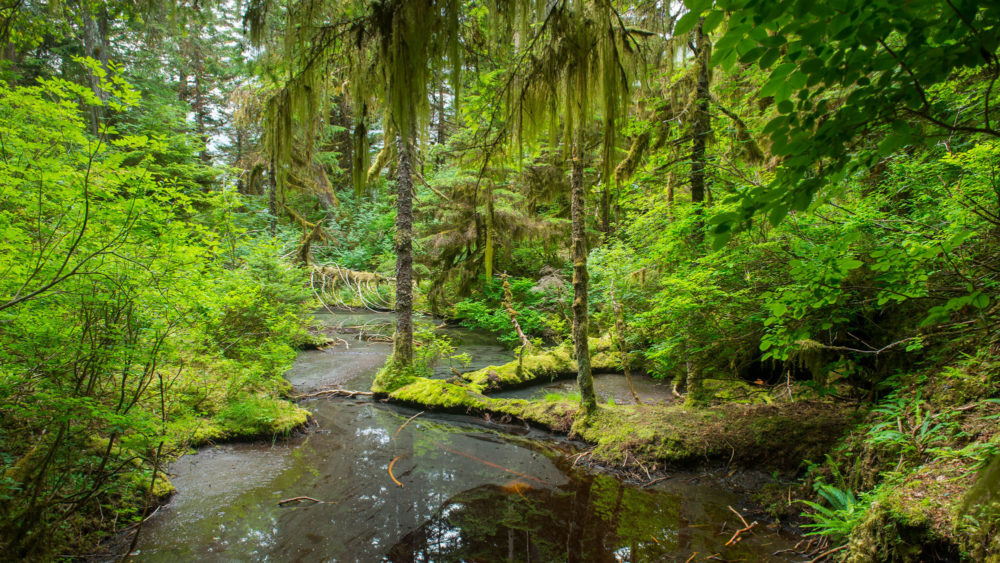 GettyImages-1176549046_Tongass-Forest_web