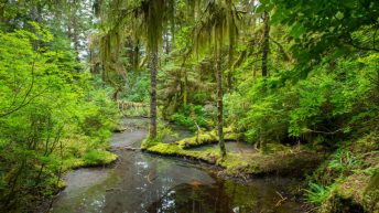 GettyImages-1176549046_Tongass-Forest_web