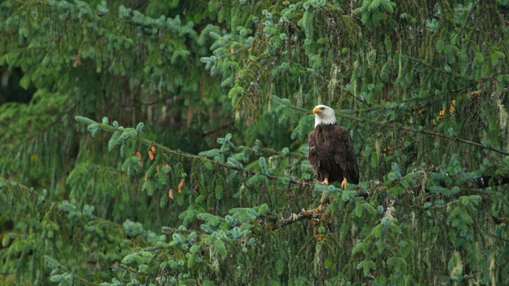 JMJT3T_Tongass-Bald-Eagle_web.jpg