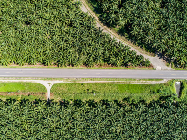 Palm-Oil_Costa-Rica_shutterstock_web.jpg