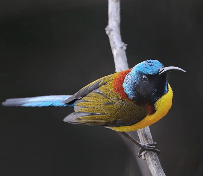 Green-Tailed Sunbird by Gururaj Moorching - La Paz Group