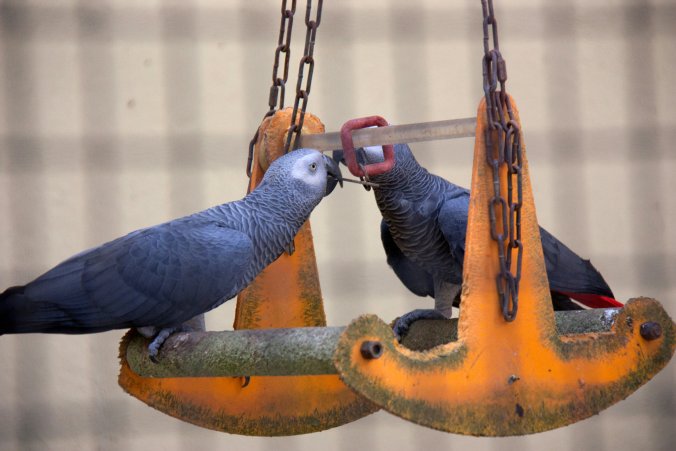 african-greys_custom-406e3bbc76cdd928262d52f3d2b51d18110460c5-s1700-c85