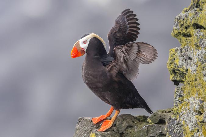 aud_apa-2018_tufted-puffin_a1-5046-15_kk_photo-tom-ingram_0.jpg