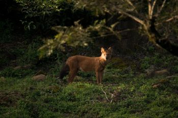 Dhole-in-the-dawn_Ganesh-Raghunathan_web
