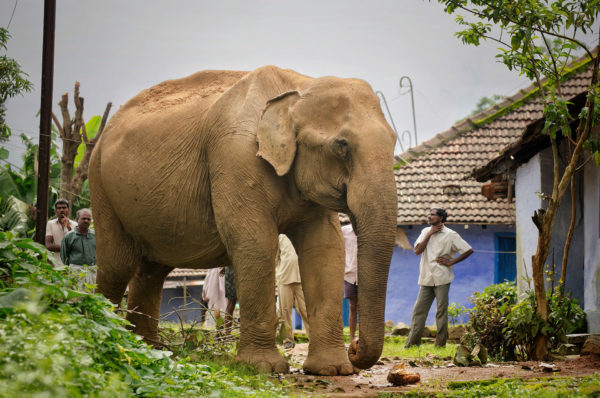 Elephants-and-people-co-exist-in-the-Western-Ghats_Sreedhar-Vijayakrishnan_web.jpg
