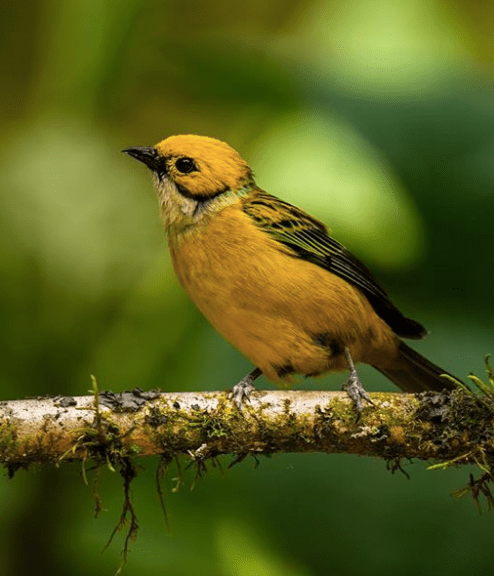 Silver-throated Tanager by Sudhir Shivaram - La Paz Group