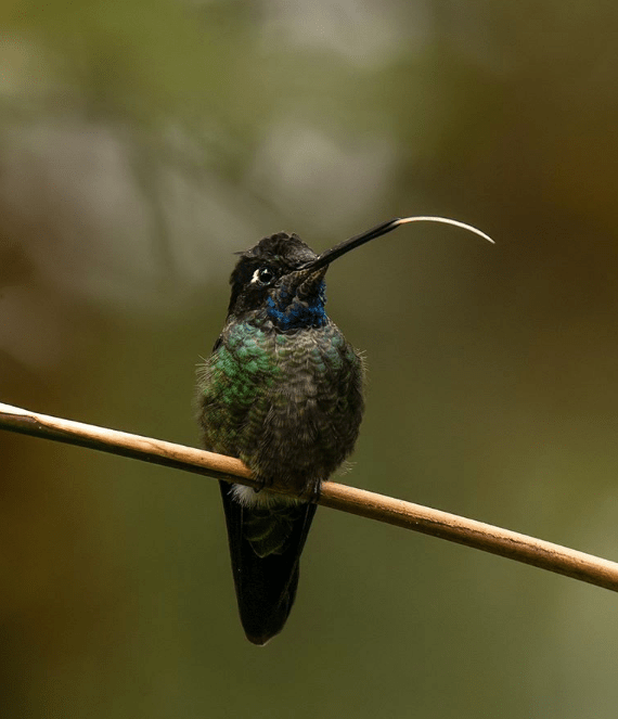 Talamanca Hummingbird by Sudhir Shivaram - La Paz Group