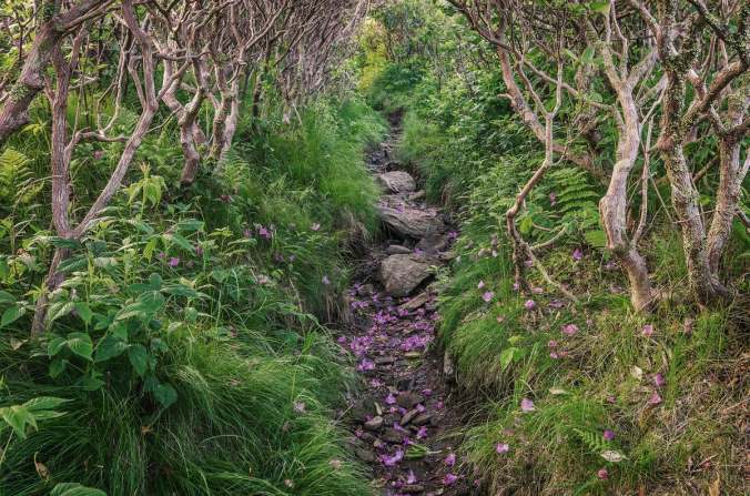 24Harlen1-mobileMasterAt3x