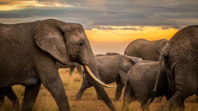 GettyImages-1091137346_elephants_web