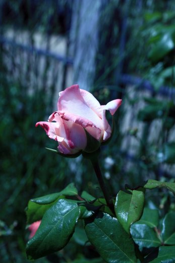 merlin_137426271_f4933c06-ea24-46c2-8275-7b87766c07cb-superJumbo