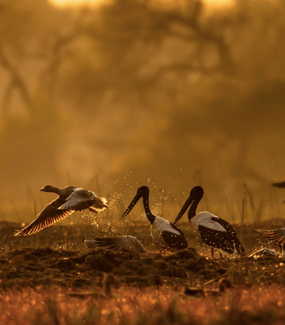 Black-necked Storks by Sudhir Shivaram - La Paz Group