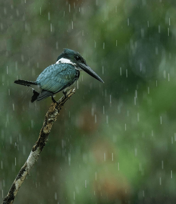 Amazon Kingfisher by Sudhir Shivaram - La Paz Group