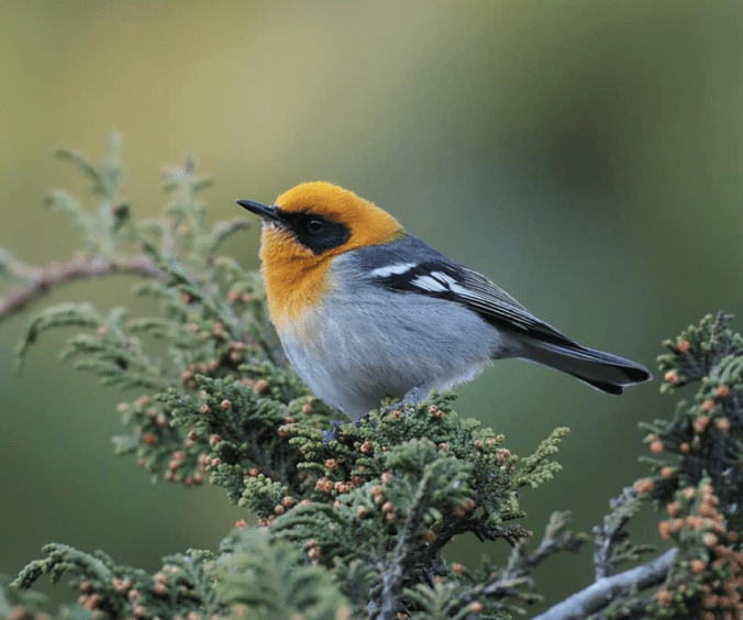 Olive Warbler by Daniel Aldana - La Paz Group