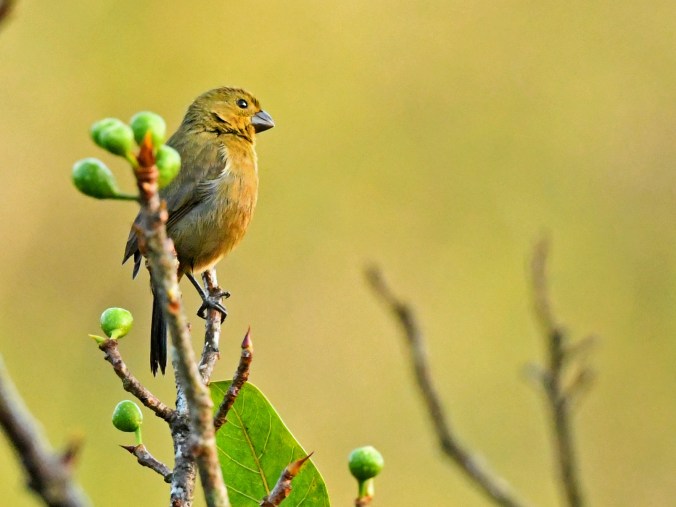 Variable Seedeater female by Puneet Dhar - La Paz Group