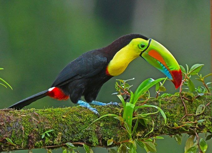 Keel-billed Toucan by Puneet Dhar - La Paz Group
