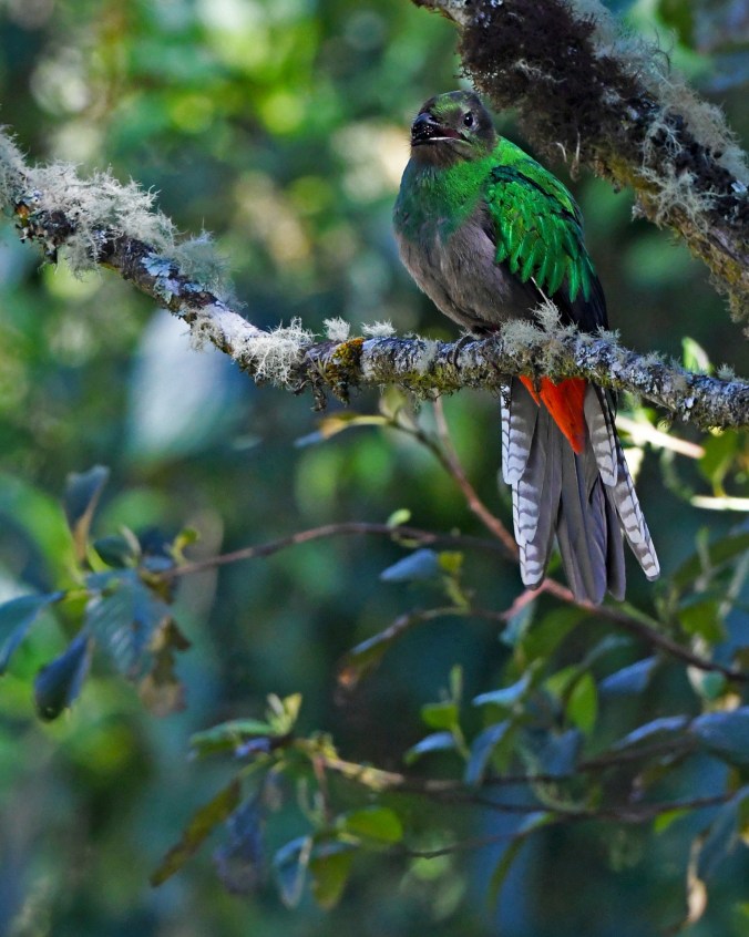 Resplendent Quetzal by Puneet Dhar - Organikos