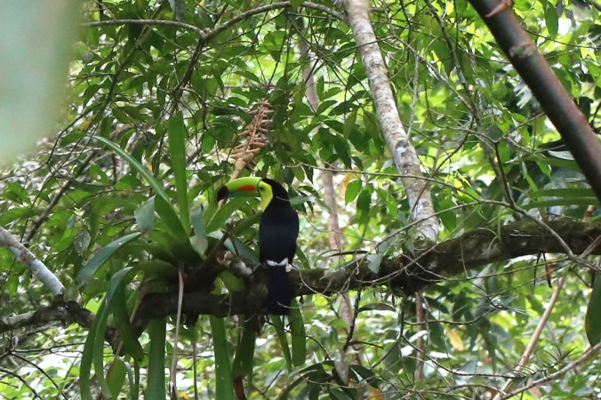 Keel-billed Toucan by Stephen Crafts - La Paz Group