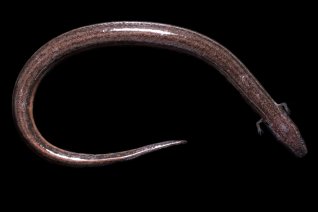 merlin_169642605_292f5de5-d7ba-4b2c-90ff-b7f395a9544a-jumbo