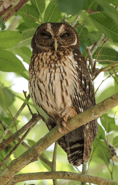 Mottled Owl by Daniel Aldana - La Paz Group