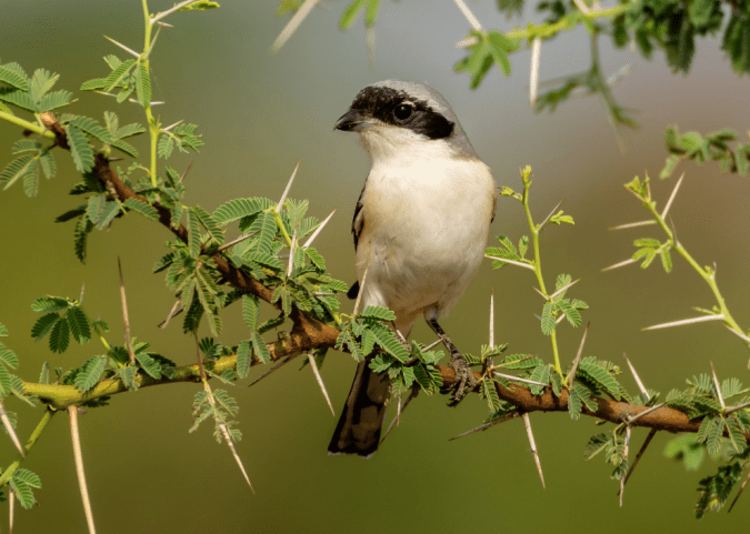 Bay-backed Shrike by Ramesh Desai - La Paz Group