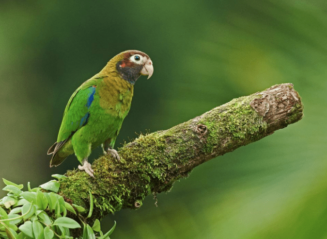Brown-hooded Parrot by Puneet Dhar - La Paz Group