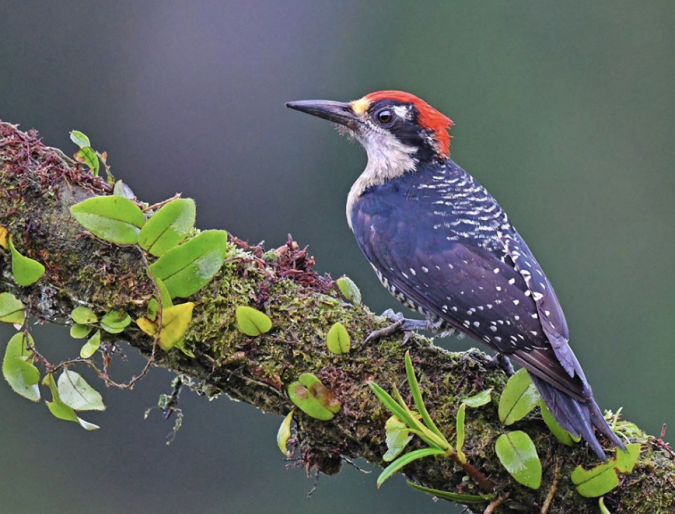 Black-cheeked Woodpecker by Puneet Dhar - La Paz Group