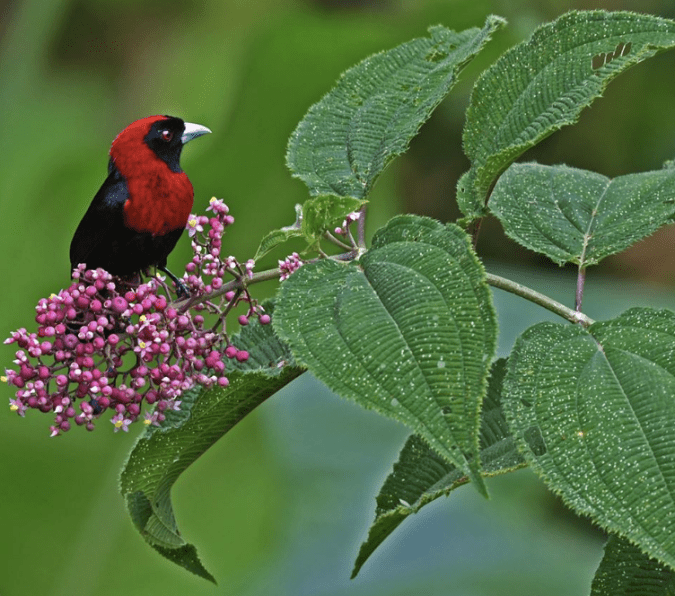 Crimson-collared Tanager - male by Puneet Dhar - La Paz Group