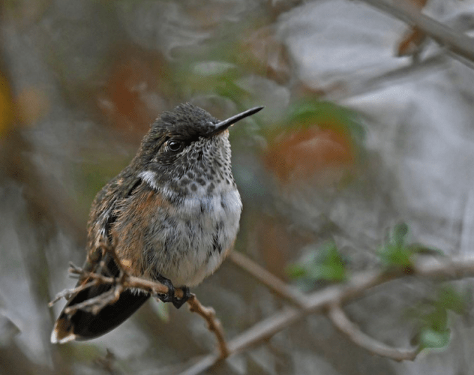 Volcano Hummingbird - female by Puneet Dhar - La Paz Group