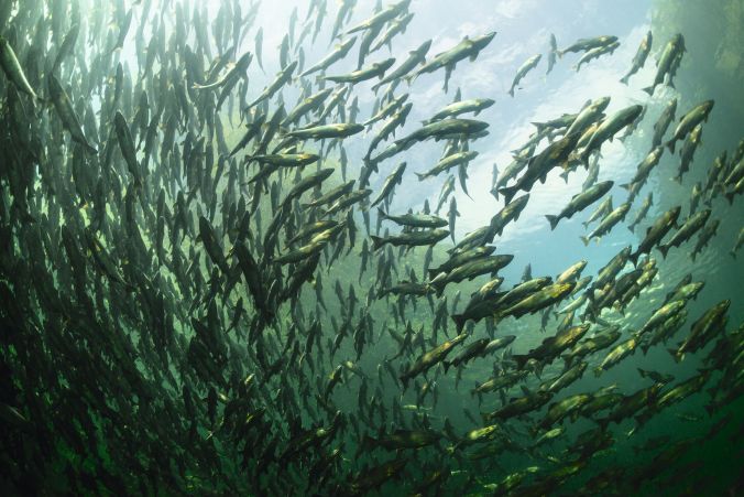 Web_Large-SALMON_006_campbell