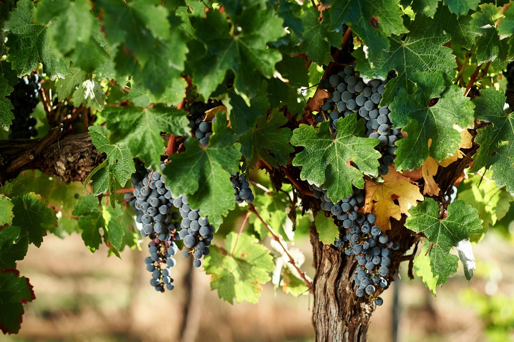 merlin_152866413_609459f1-4de4-461f-8e13-a961bae7438b-jumbo