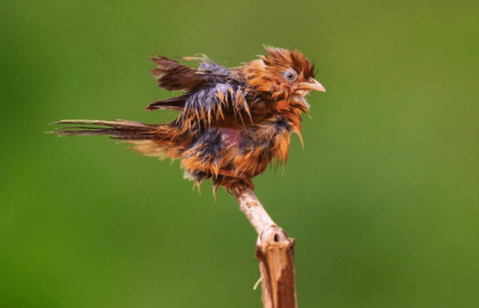 Tawny-bellied Babbler by Gururaj Moorching